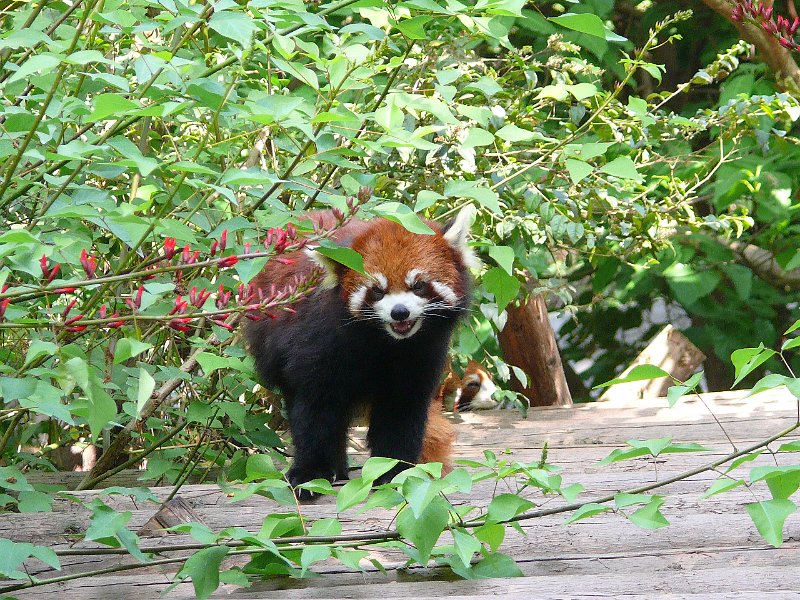 Pandas (053).jpg